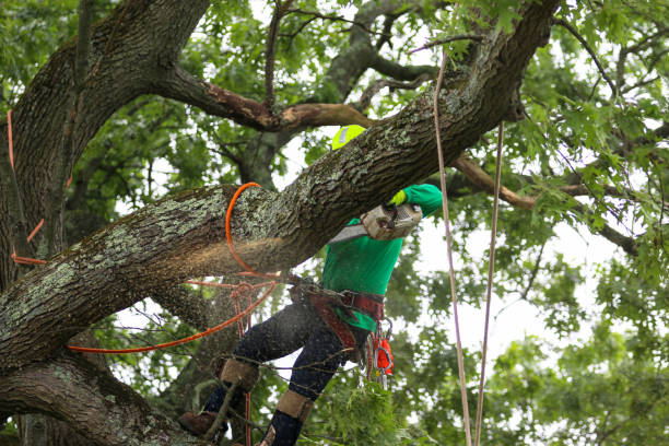 Best Arborist Consultation Services  in Monte Sereno, CA